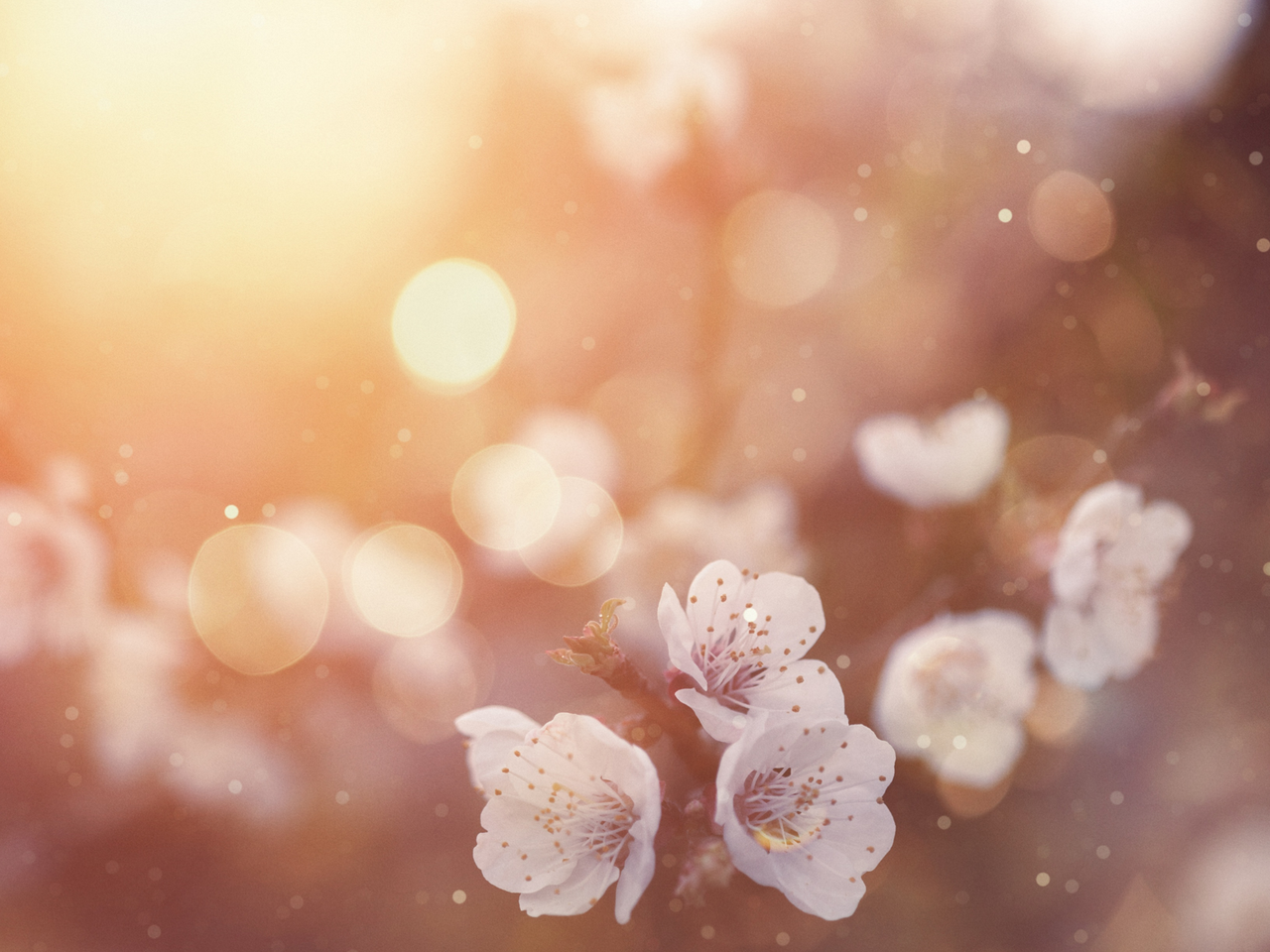 Sommer-Traum