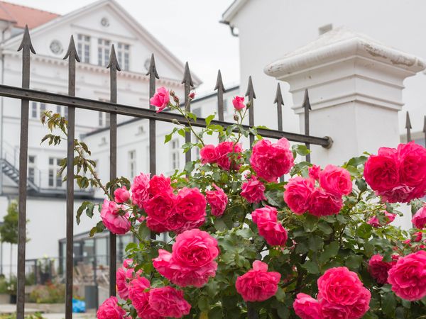 6 Tage Auszeit auf Rügen mit Thermen-Eintritt und HP in Putbus, Mecklenburg-Vorpommern inkl. Halbpension