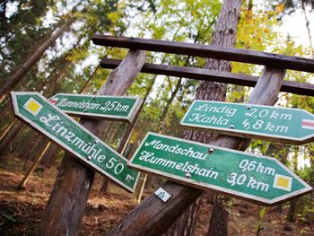 Sommererwachen im Wald