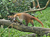 Opel-Zoo Tickets mit Hotel