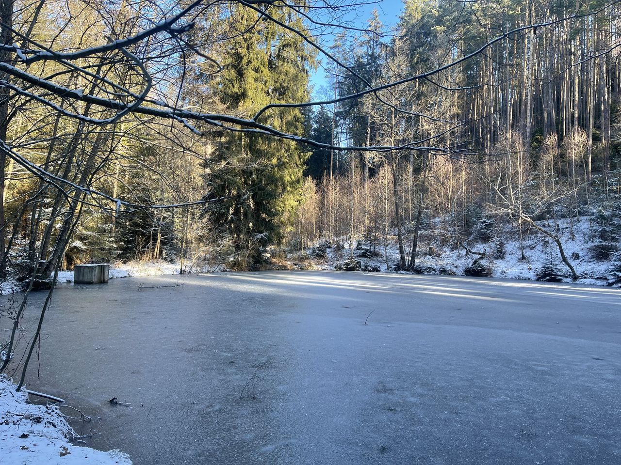 Wintererwachen im Wald