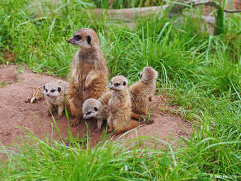 4 Tage Freizeitspaß im Leipziger Zoo für die Familie