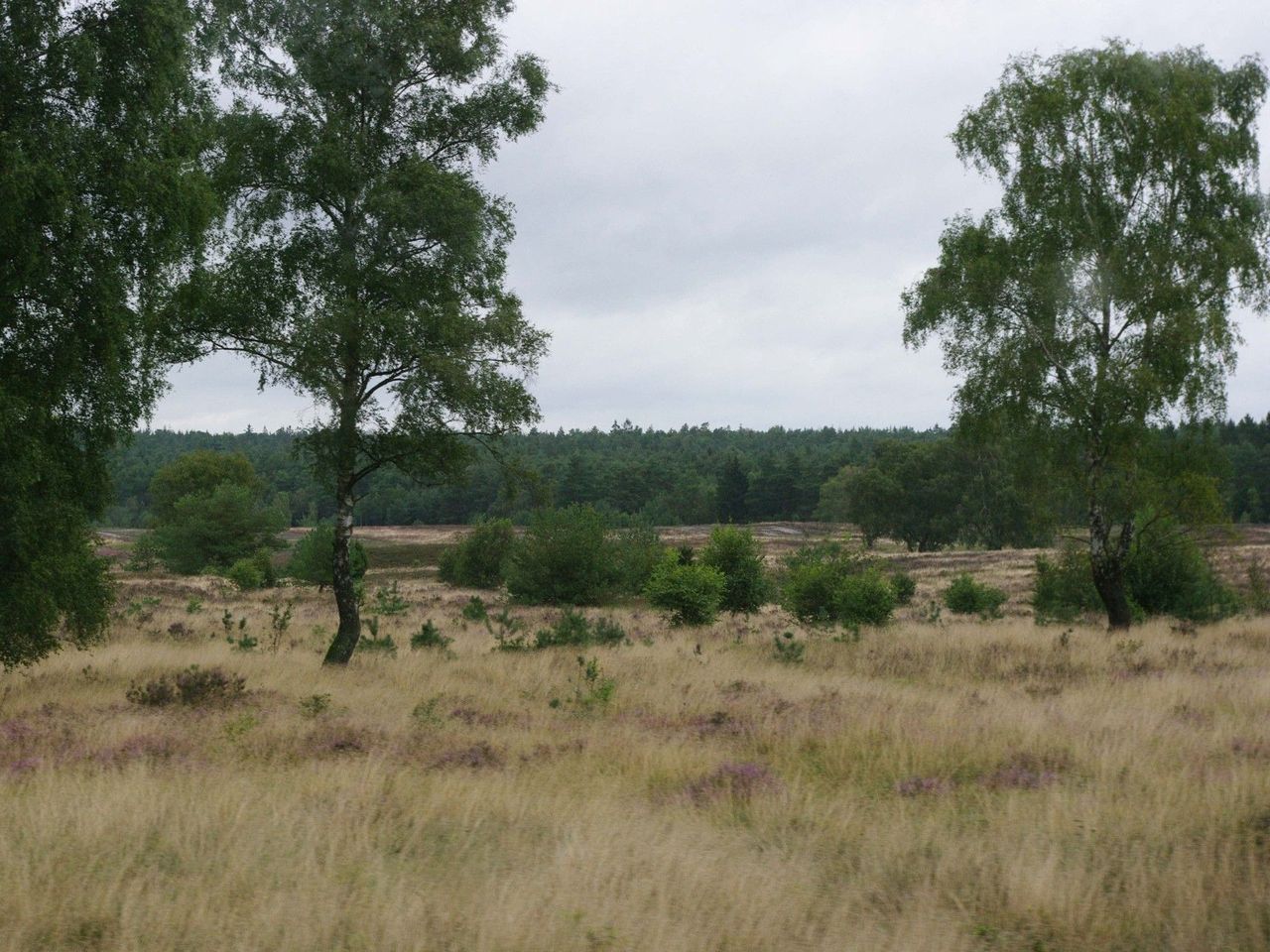 Lüneburger Heide per Rad entdecken