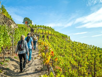 kurz-mal-wanderbar an der idyllischen Mosel /  4 Tage