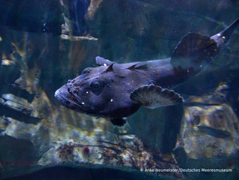 OZEANEUM Stralsund mit Ticket und Hotel