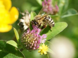 3 Tage honigsüße Familienzeit an der Ostsee