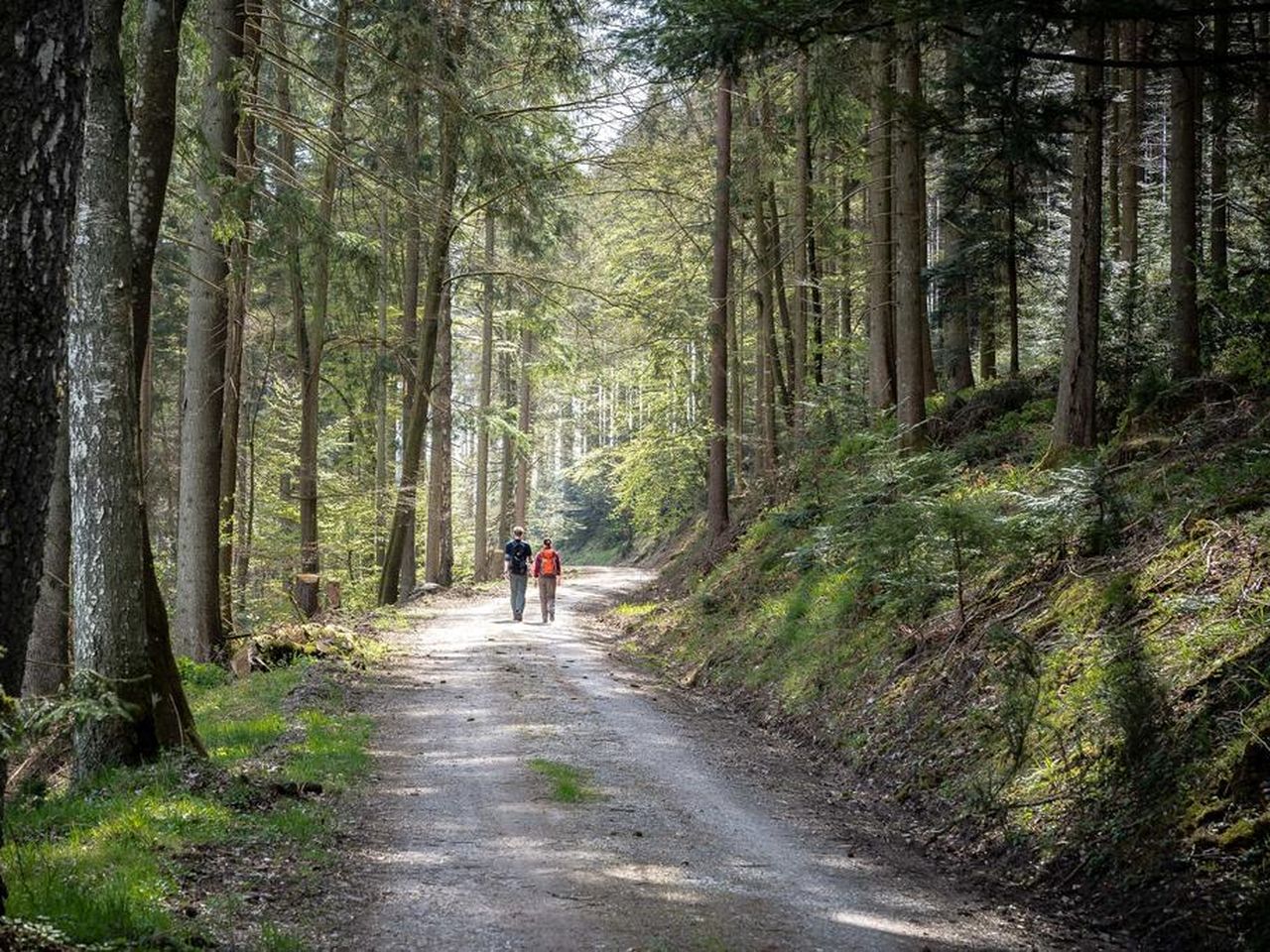 Natur pur  mit Baumwipfelpfad 4 Tage