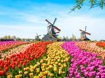 3 Tage Auszeit in der malerischen Stadt Zaandam