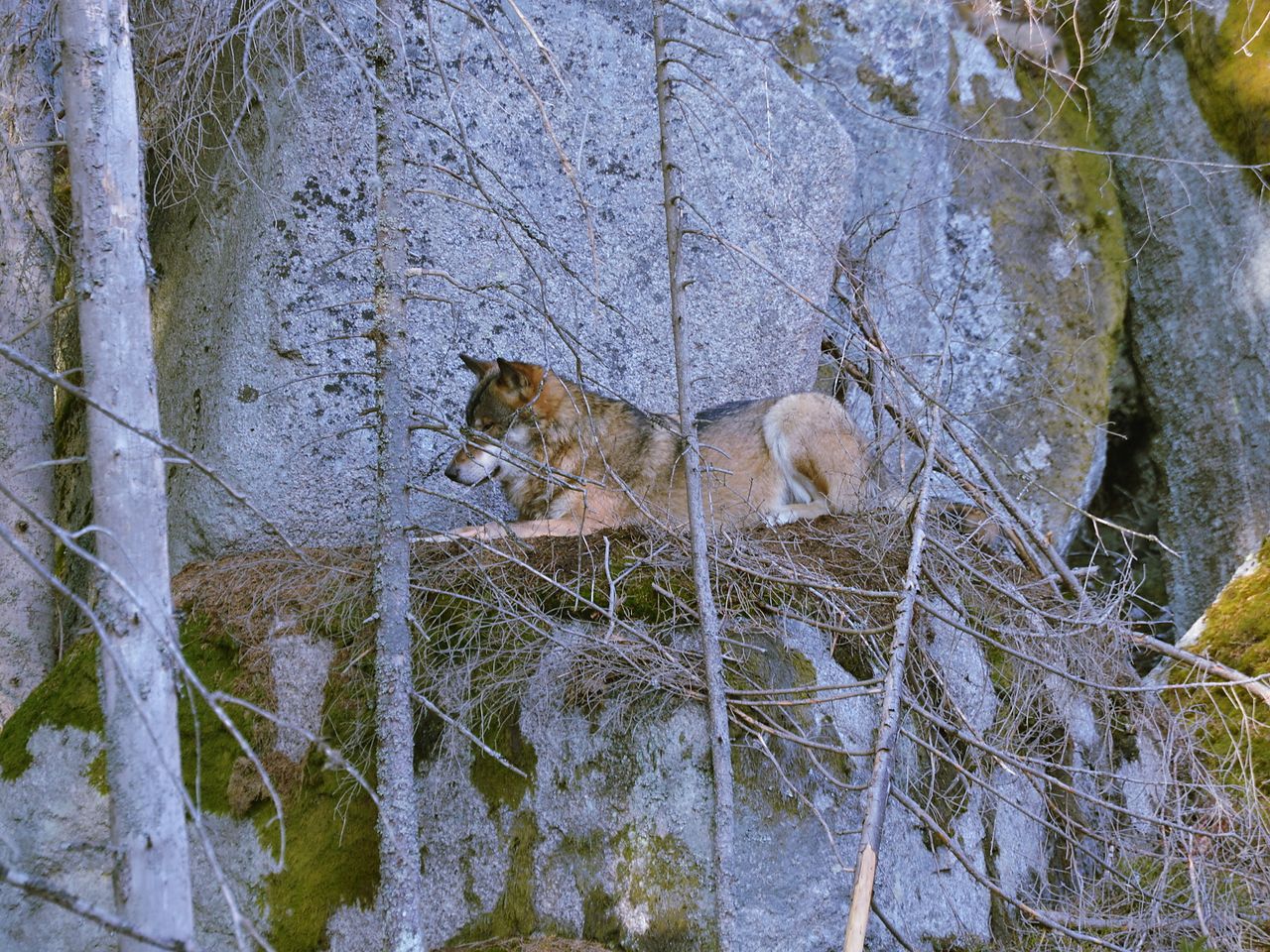 Auszeit im Böhmerwald mit Frühstück - 7 Tage