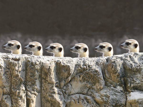 Tierische Abenteuer im Zoo Köln – 2 Tage, Nordrhein-Westfalen inkl. Halbpension