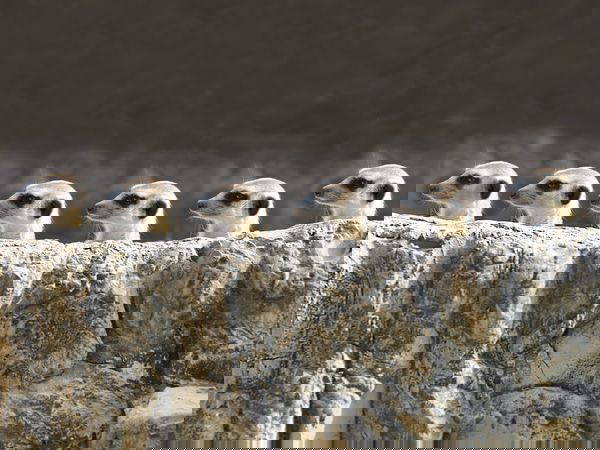 Tieren auf der Spur – Der Zoo Landau / 4 Tage in Leinsweiler Frühstück