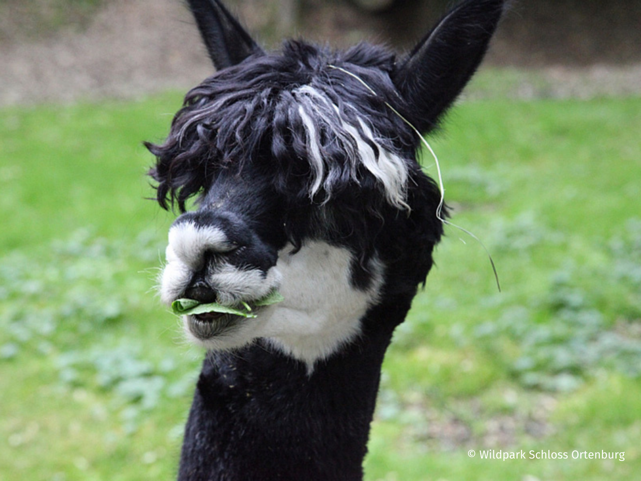 Wildpark Schloss Ortenburg