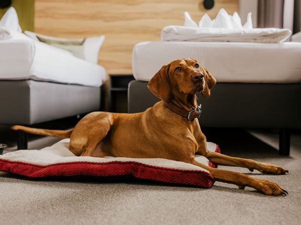 Wellness im Harz inkl. Gourmet-Menü - 3 Tage in Güntersberge, Sachsen-Anhalt inkl. Halbpension