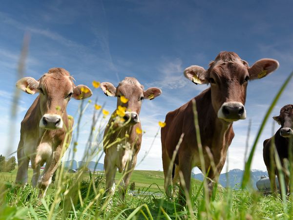 7 Tage Viehscheid-Woche im Allgäu mit Bier & Gutschein in Sonthofen, Bayern inkl. Frühstück