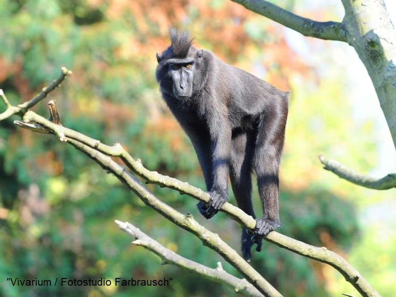 Tierische Erlebnisse im Zoo Vivarium - 5 Tage