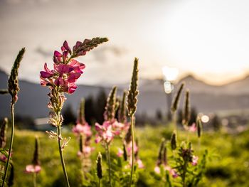 Nur mal ausruhen im Schwarzwald