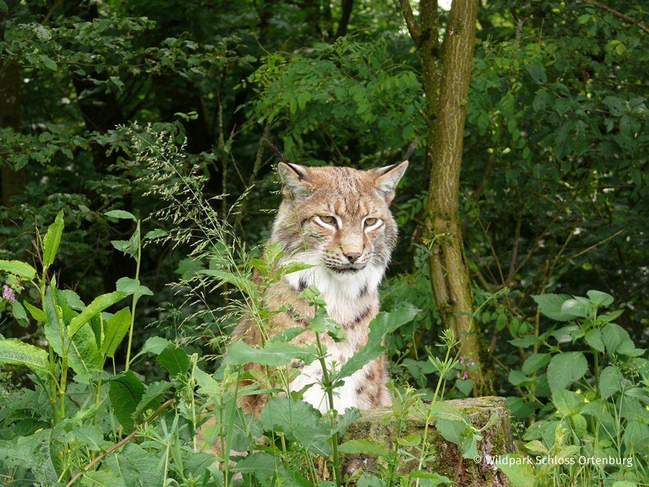 Wildpark Schloss Ortenburg