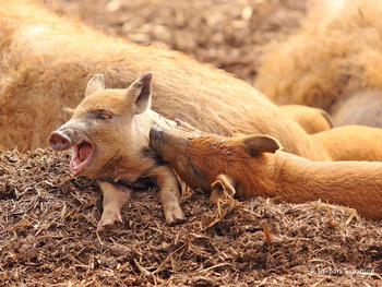 Tierpark Sababurg mit Hotel