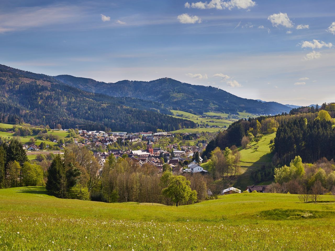 FrühlingsAufblühen im Schwarzwald