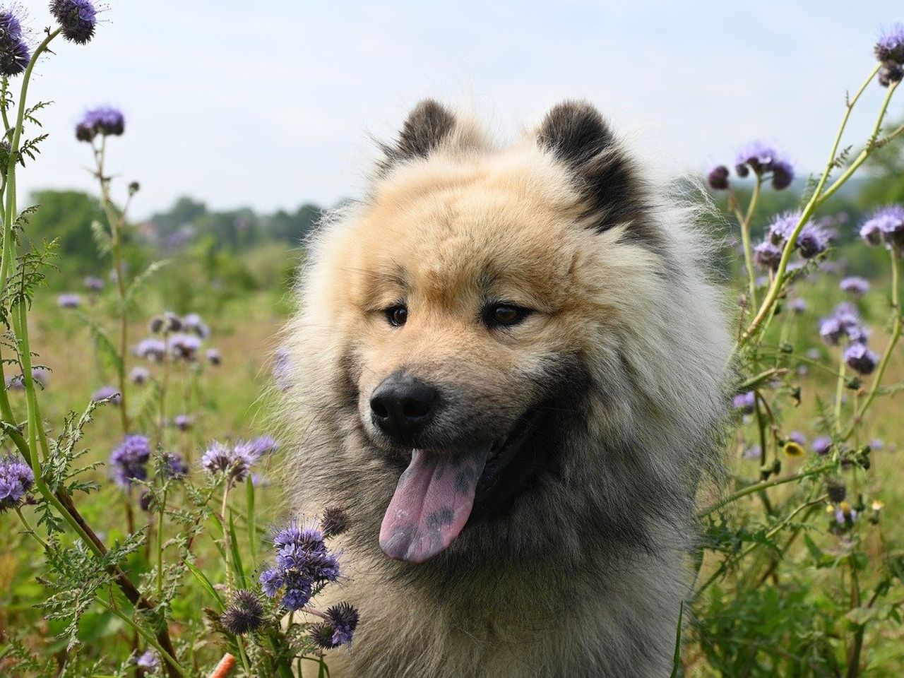 3 Tage Urlaub mit Hund in den Tiroler Bergen