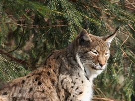 Kurzurlaub in Niederbayern - 5 Tage in Spiegelau