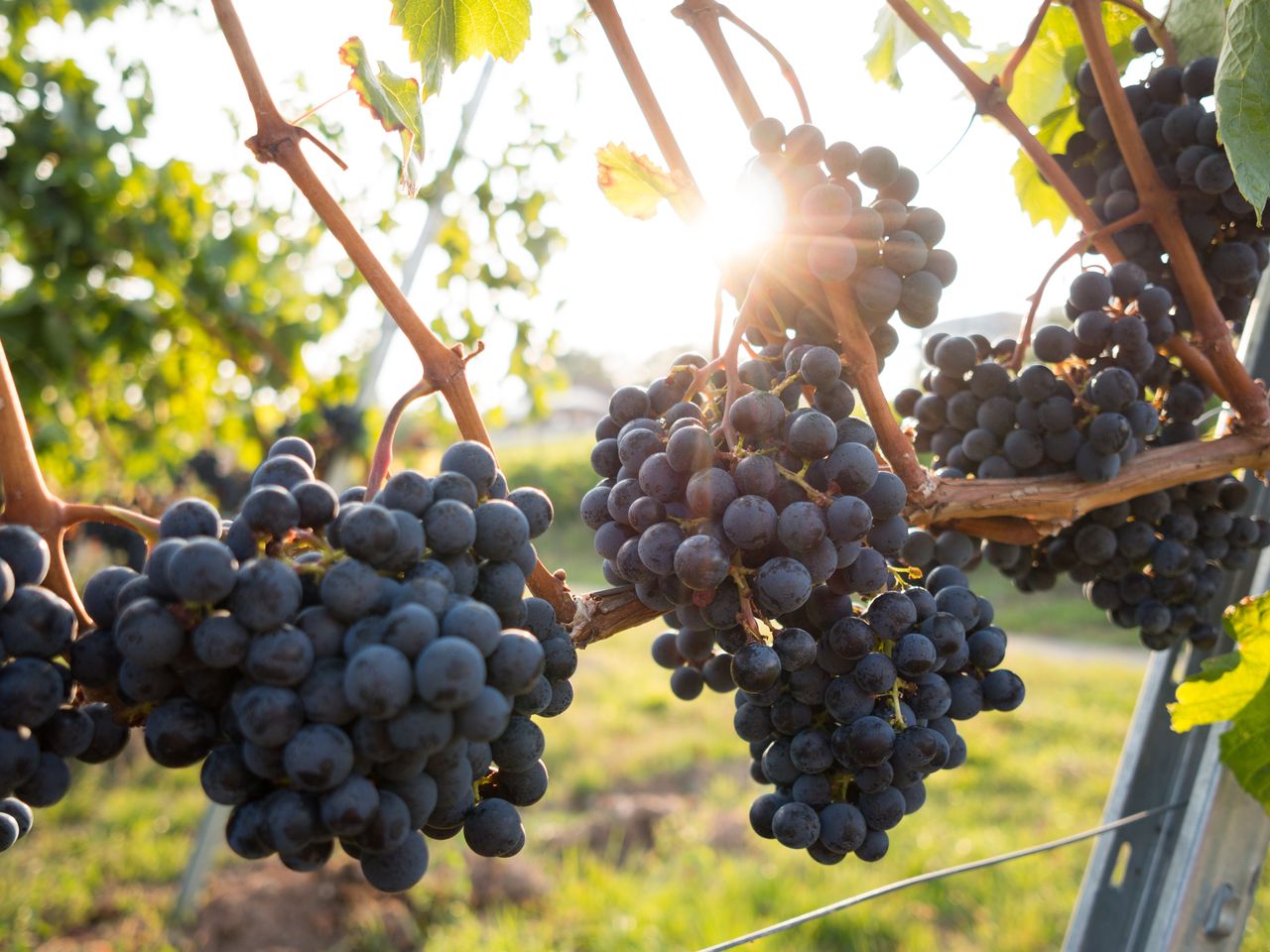 Schnäppchen für Weinfreunde