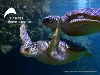 Meeresmuseum Stralsund mit Ticket und Hotel
