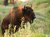 Tierpark Sababurg mit Hotel