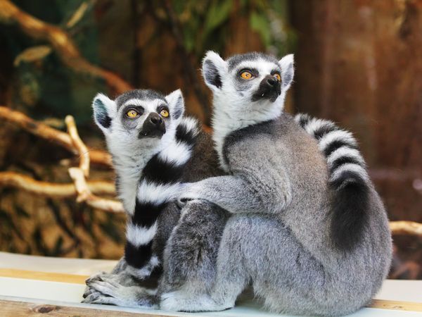 Wildes Wels – Ein Besuch im Welser Tiergarten |3 Tage, Oberösterreich inkl. Frühstück