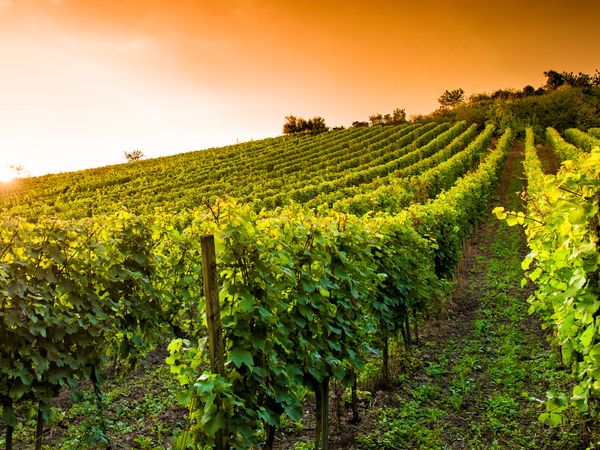 3 Tage Wohlfühltage zwischen Bergstraße und Odenwald – 3 ÜN in Heppenheim (Bergstraße), Hessen inkl. Halbpension