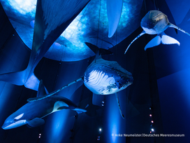 OZEANEUM Stralsund mit Ticket und Hotel