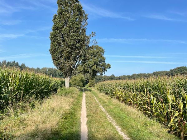 5 Tage Waldgenuss & Ruhe pur im Herzen der Achterhoek in Lochem Halbpension