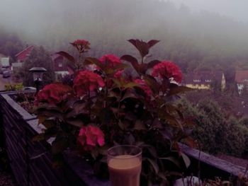 3 Romantische Tage im Schwarzwald mit Prosecco