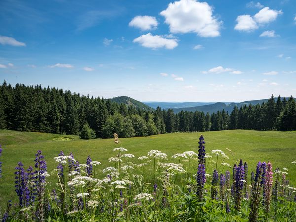 4 Tage Wandern am Rennsteig mit HP und Sauna in Neustadt am Rennsteig, Thüringen inkl. Halbpension