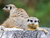 Serengeti-Park Hodenhagen mit Ticket und Hotel