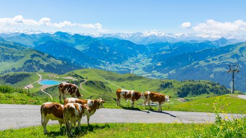 Kitzbüheler Alpen mit Kühen