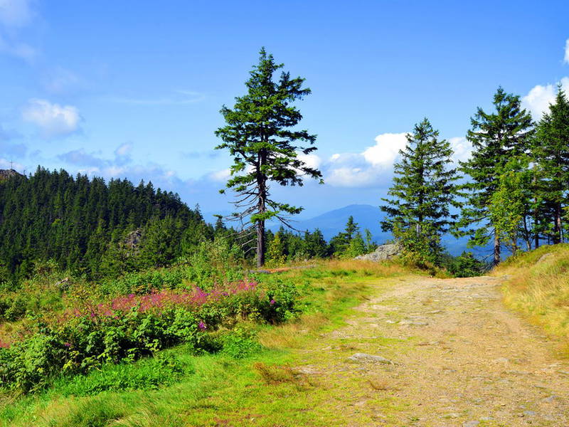 Eine Woche im Bayerischen Wald mit All incl. Light
