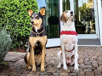 Urlaub mit Hund in der Rhein-Neckar Region - 4 Tage