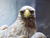 OZEANEUM Stralsund mit Ticket und Hotel