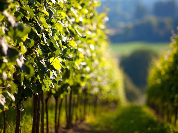 Sauna und Dampfbad Arrangement – 4 Tage in Franken in Markt Nordheim Halbpension