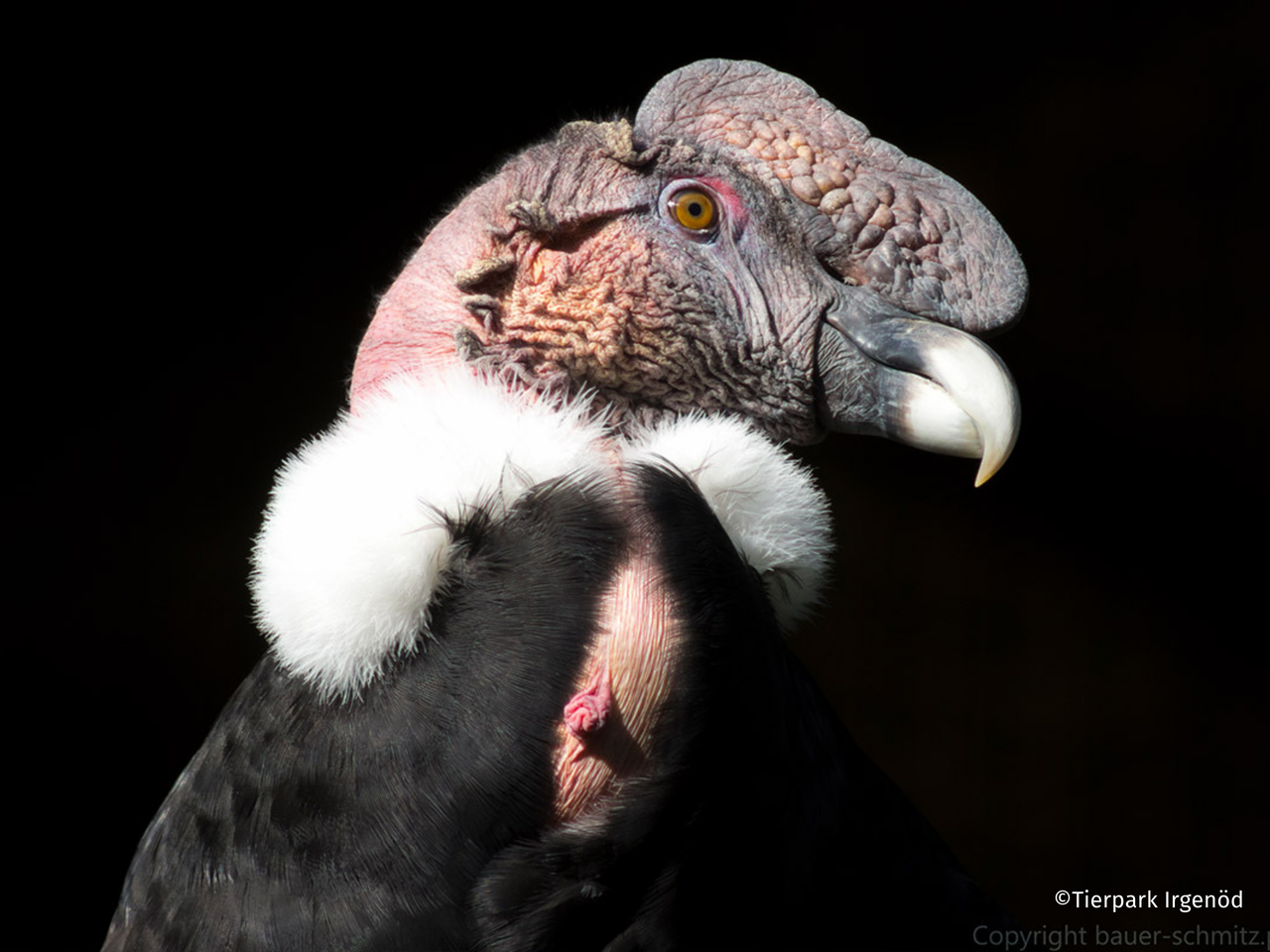 Tierpark Irgenöd