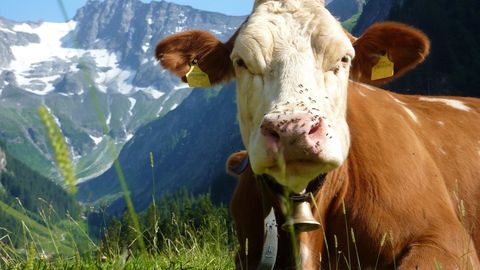 Kuh in der Steiermark