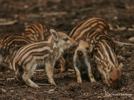 Tierpark Sababurg mit Hotel