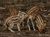Tierpark Sababurg mit Hotel