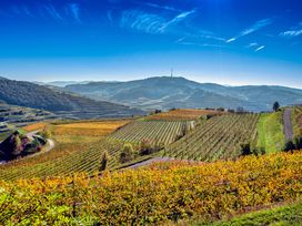 2 Tage Genussreise in die Europastadt Breisach m. HP