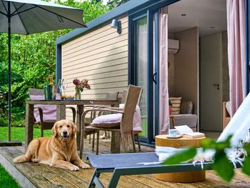 5 Tage Pfoten-Auszeit am Wochenende: Hunde übernachten kostenfrei
