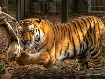Zoo Schwerin mit Tageseintritt und Übernachtung
