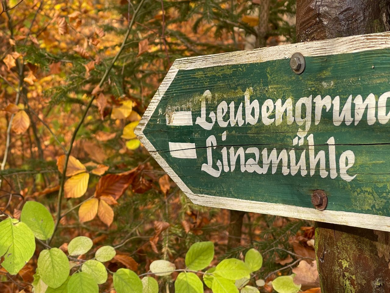 Herbsterwachen im Wald