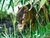 Serengeti-Park Hodenhagen mit Ticket und Hotel