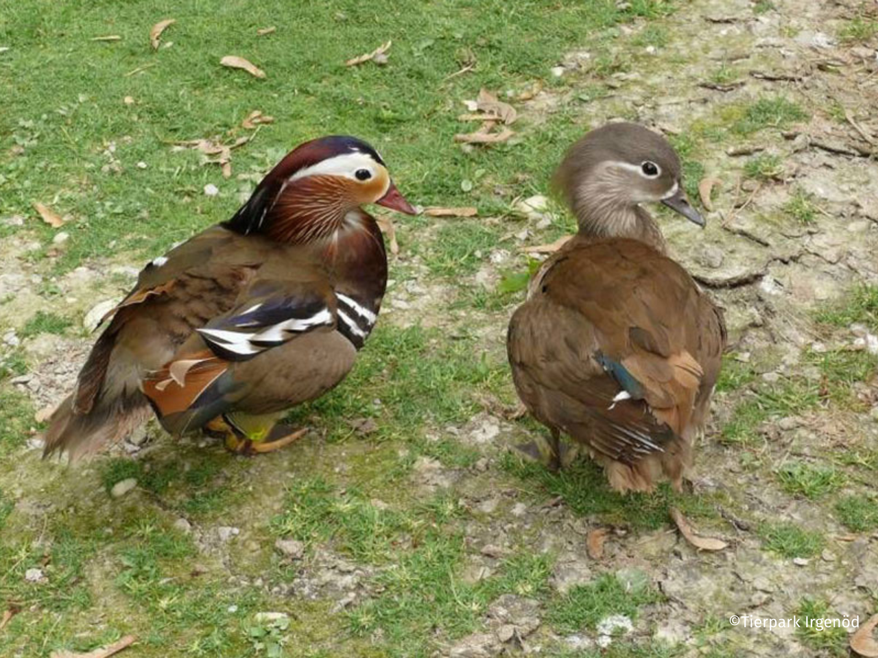 Tierpark Irgenöd